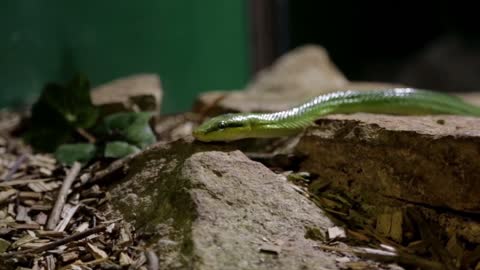 The most beautiful green snake