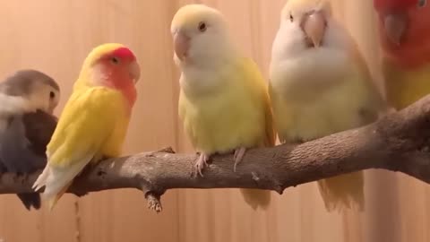 Love bird amazing Watch 🦜🐦