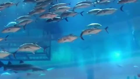 Dubai world biggest aquarium