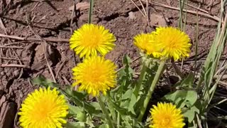 Flowers of Arizona boondocking