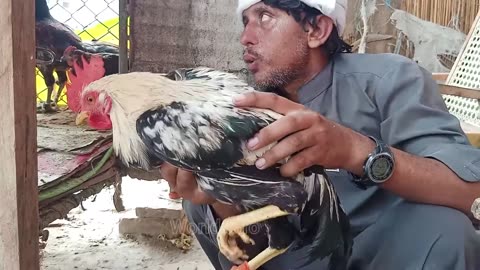 Humare farm ka sab se khoobsurat murgha || Aseel murga for sale || Pakistani fighter aseel roaster