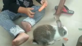 give carrots to rabbits
