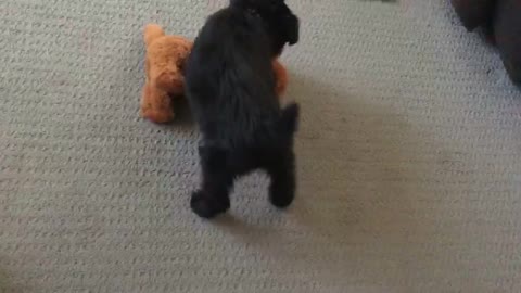 Schnoodle puppy confused if stuffed toy is real