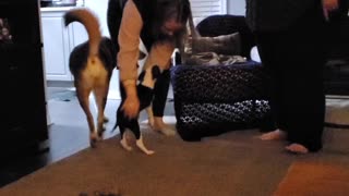 Adorable puppy! Tundra the boreal husky meets puppy for first time! So cute!