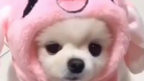 Cute Mini Pomeranian puppy playing 2022