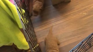 Puppies Make Escape to Mom