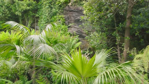 Gorilla Encounters Close-Up with the Gentle Giants of the Jungle