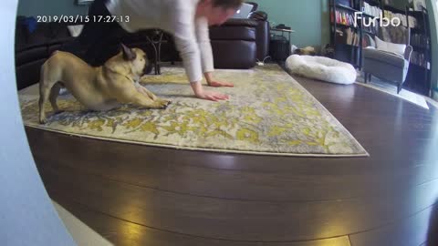 french bulldog doing its owner's yoga moves