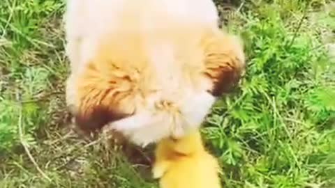 Dog playing with duck