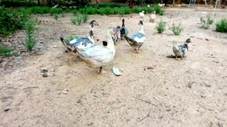 Adorable Ducks In Family Lunch Reunion