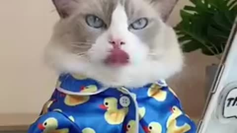 Chef cat