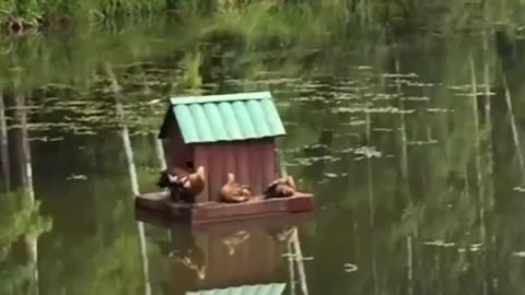 Bird house in water