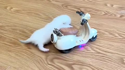Cute cat bike ride