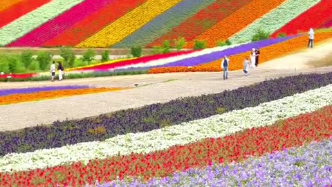 Flower park in Hokaido, Japan