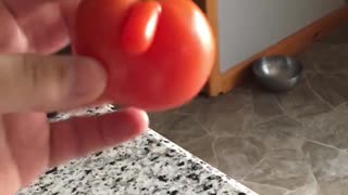 Must be a Male Tomato