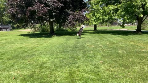 Border Collie Frisbee Catch
