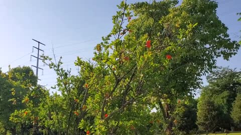 Park scenery in the sun