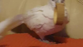 Angel the cockatoo - what is mine is mine..i just teasing you!