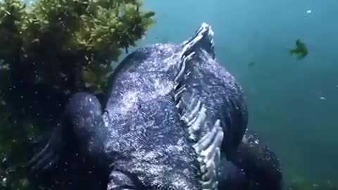 Beautiful underwater reptile