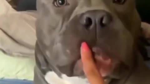 Massive pit bull likes owner finger so funny