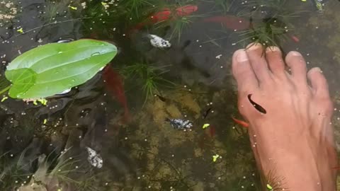 sore feet massaged by fish