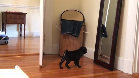 Pug puppy barking at herself in mirror