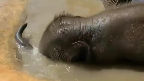 Cute Baby Elephant Pumba Likes Bath.