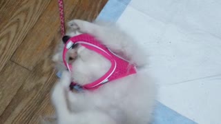 My dog hates the leash