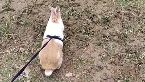 Bunny on a walk for first time