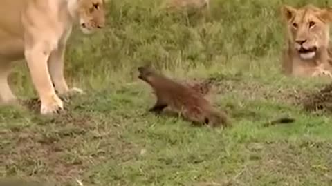 Try not to laugh 🤣🤣 funny animals # shorts