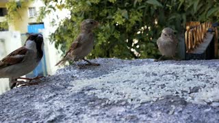 Very close footage of sparrows unbelievable.