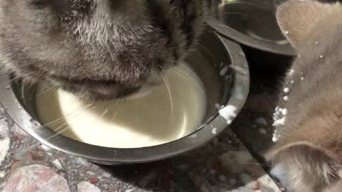 Messy Cat Flings Milk on Friend