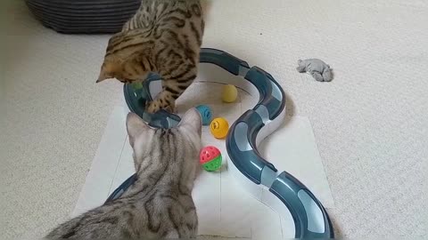 Bengal Kittens Playing With Catit Design Senses Super Roller Circuit