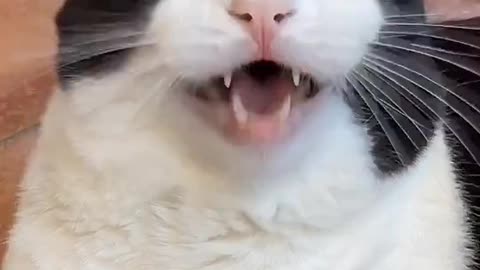 Cat Talking Video