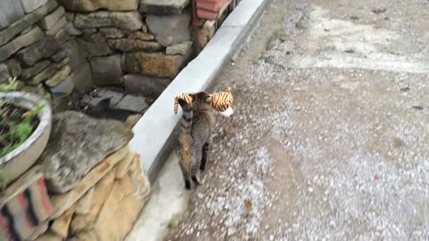 My cat went to the neighbours to borrow a tiger plush toy