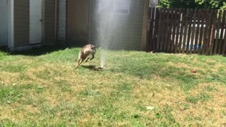 Puppies first sprinkler experience