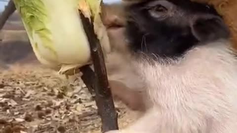 Funny baby animals videos - 8