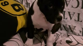 Small black white dog lays on blanket