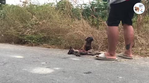 Sad Story - This Little Dog is Praying for Help