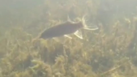 It's just that a huge pike is eating another pike.