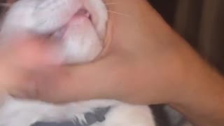 Man pets cat by pushing face back