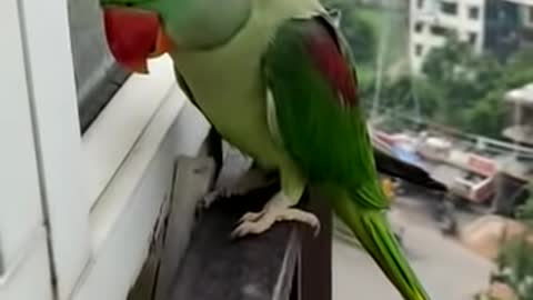 Cute parrot call baby#cuteparrot