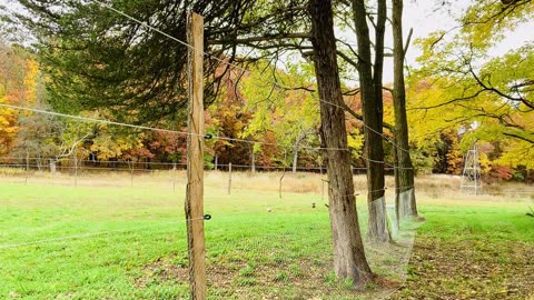 Installing rabbit fencing around a half acre perimeter