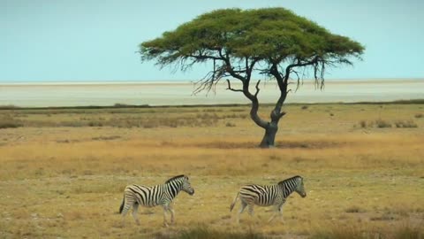 the beauty of Zebras in the Savanna