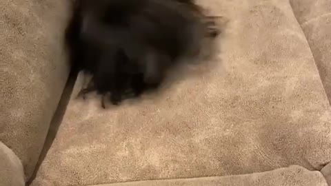 Yorkie has incredible case of zoomies after taking a bath