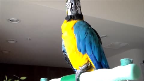 Snuggles the Macaw - Blue and Gold Macaw Talking