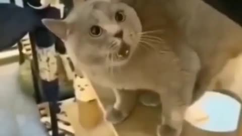 OMG So Cute ♥ Best Funny Cat Videos 2021