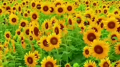 A large area of sunflowers