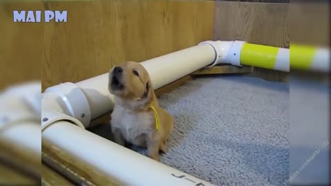 Cute Golden Retrievers playing together =)