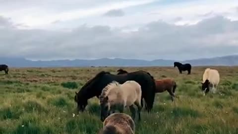 Horses Grazing on a Windy Day